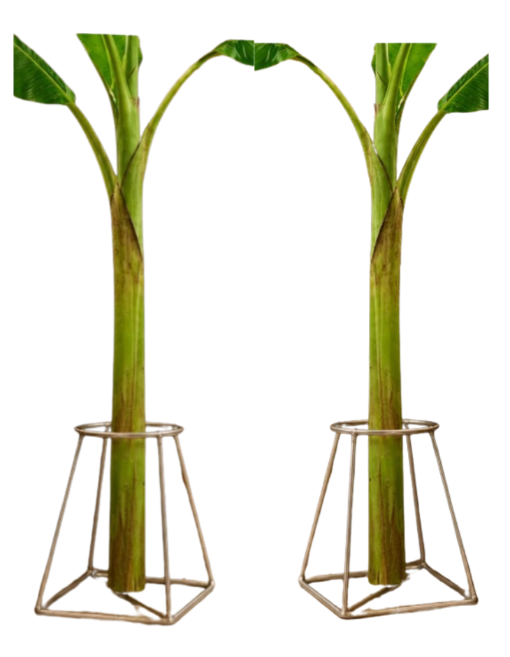 Banana Plant Holder Stainless Steel Stands